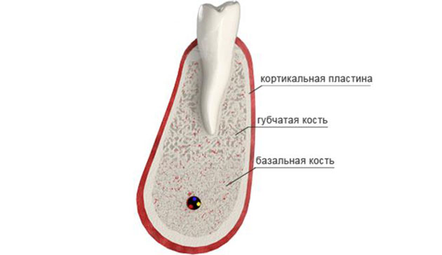 Строение костной ткани челюсти
