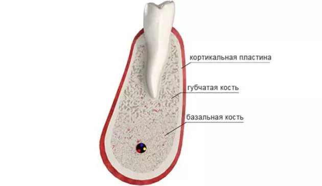 Кортикальная кость. Строение костной ткани альвеолы. Кортикальная пластинка альвеолярного отростка. Кортикальный слой кости челюсти. Строение костной ткани челюсти.