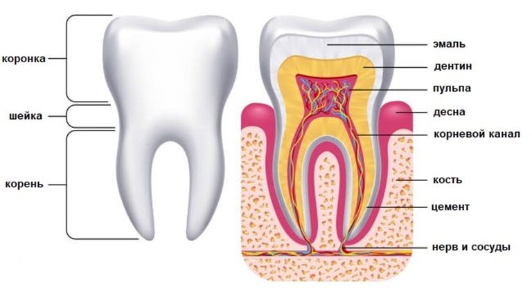 Гистологическое строение зуба
