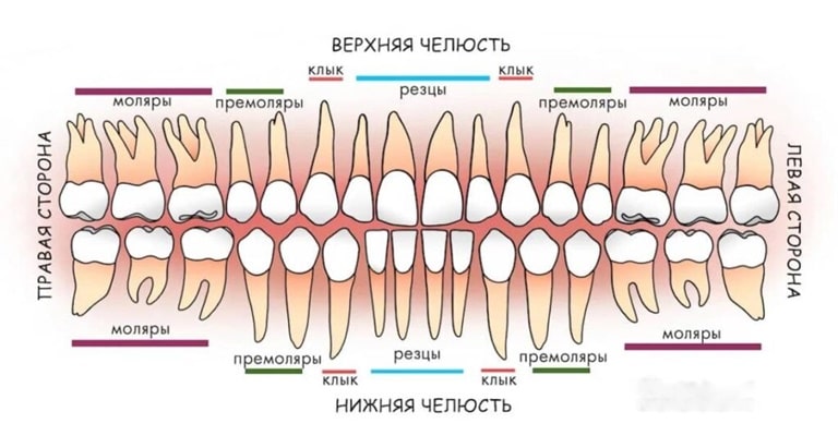 Классификация зубов