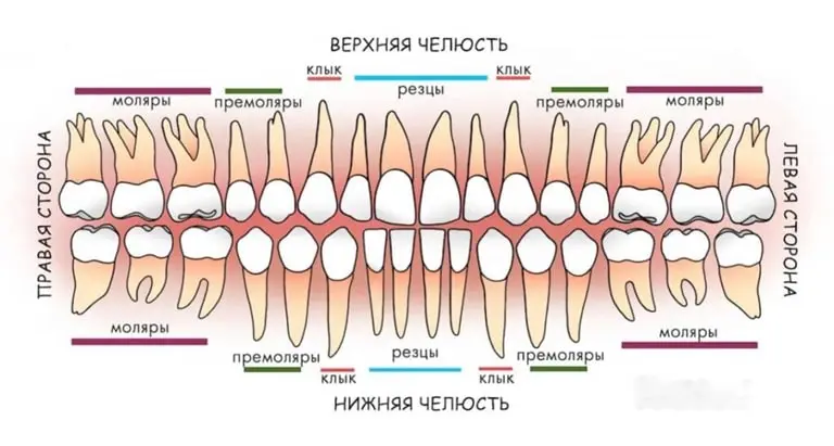 Анатомия зубов - Dental anatomy
