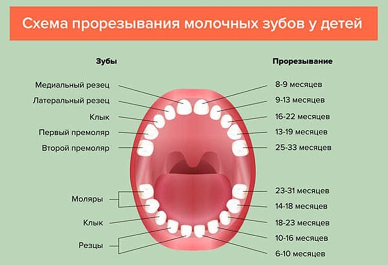 Строение детских зубов