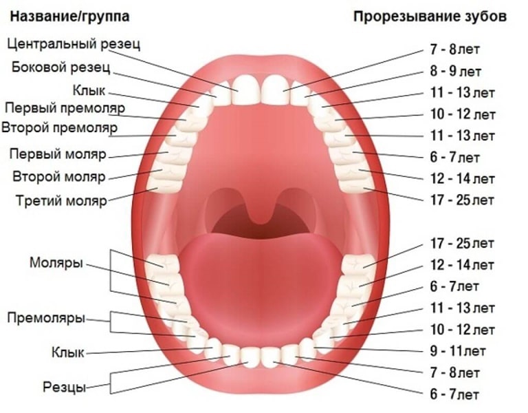 Название и расположение зубов у человека