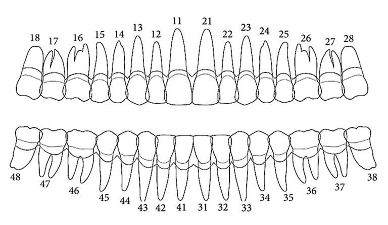 Схема расположения и принципы нумерации зубов
