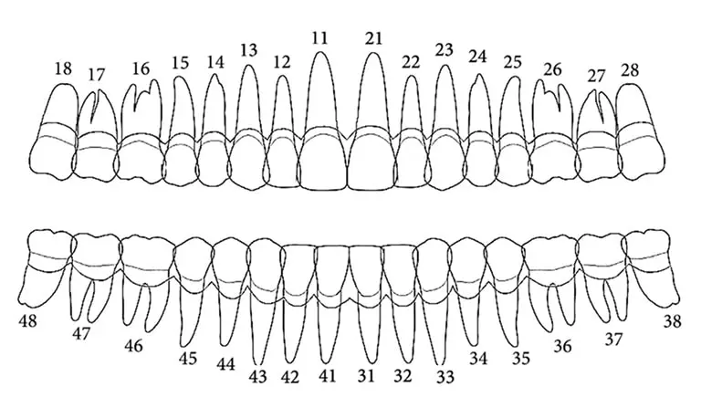Схема зубного ряда с номерами у взрослых