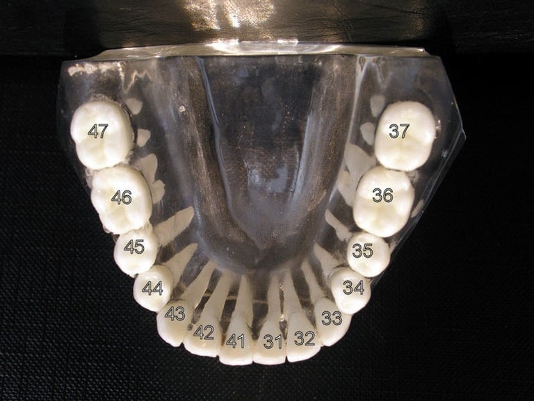 Виды нумерации зубов
