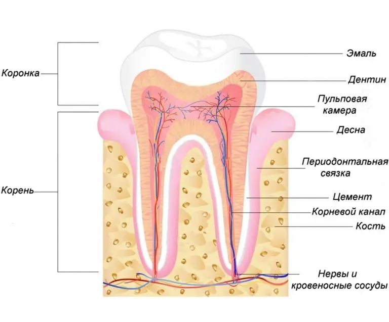 Функции зубного нерва