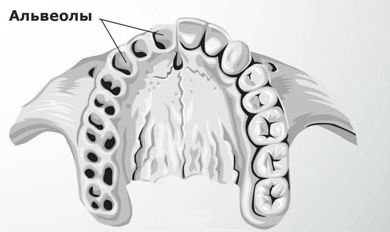 Строение и функции альвеолы зуба