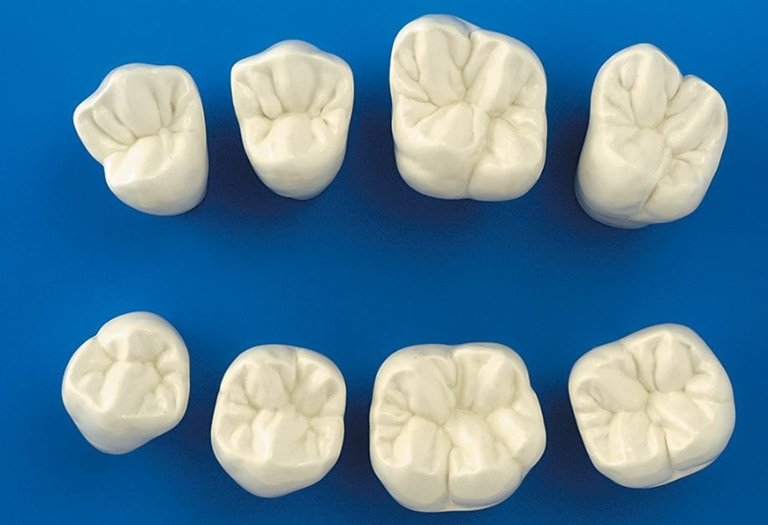 какие зубы называются молярами