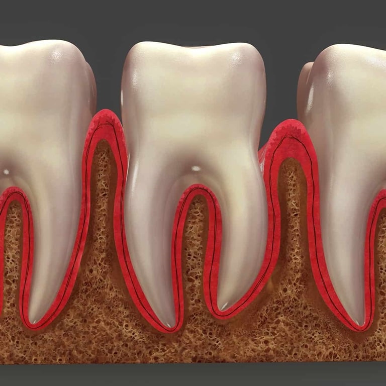 анатомическое устройство зубов