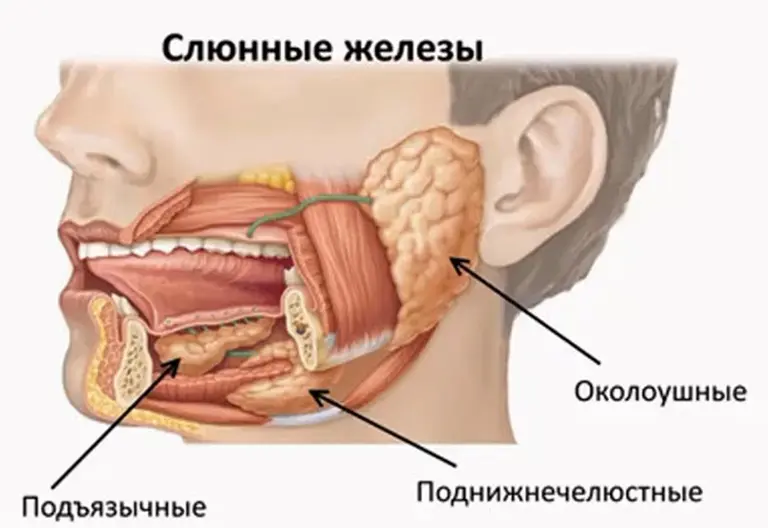 Камни слюнных желез