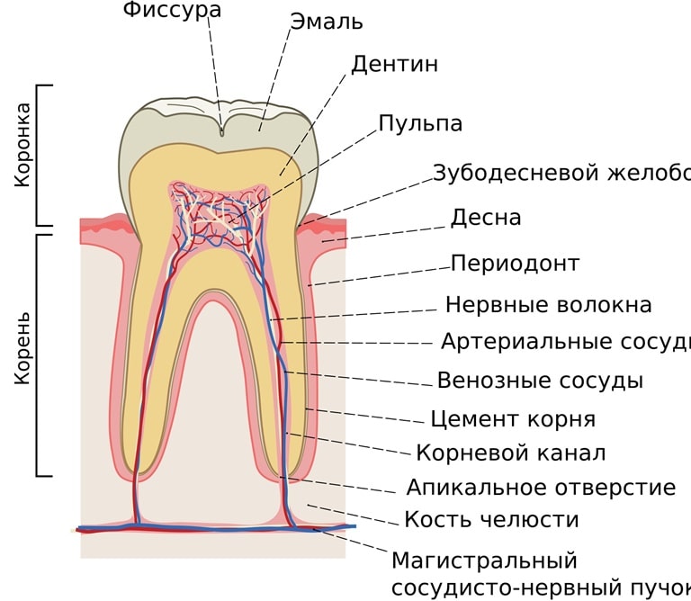 строение корня зуба