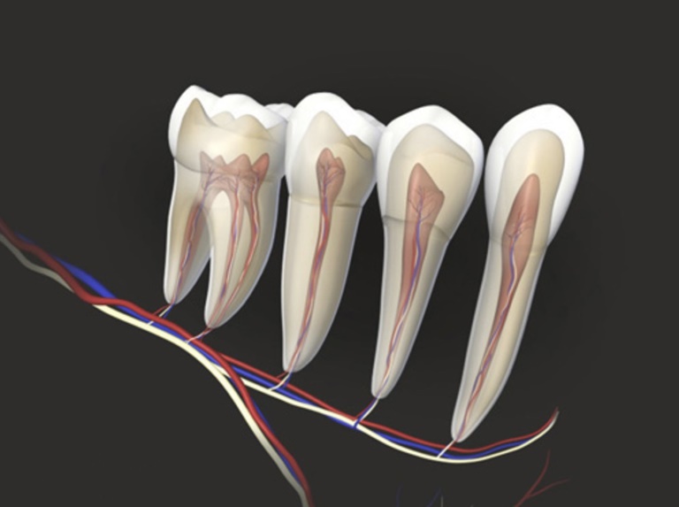 что такое зубной нерв