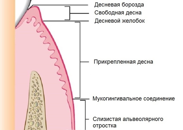 строение десны